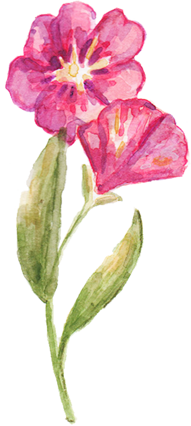 Hand-Painted Watercolor Gladioli Filipino Flower Illustration